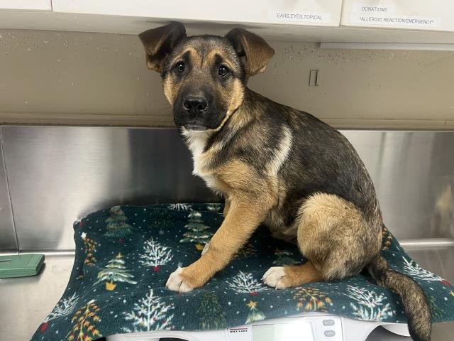 PHOENIX - German Shepherd Dog available for adoption