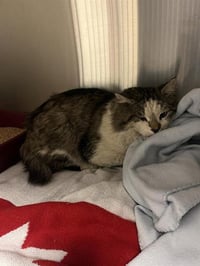 BARON (RESCUE ONLY) - Photo 1