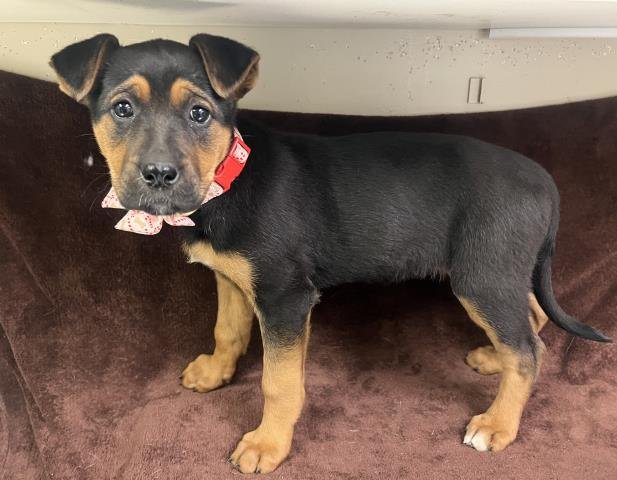 DAISY - German Shepherd Dog available for adoption