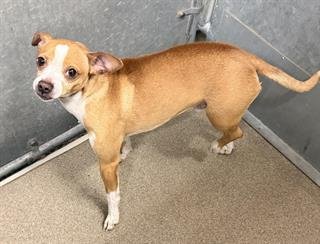 (RESCUE ONLY) PEANUT - Chihuahua available for adoption