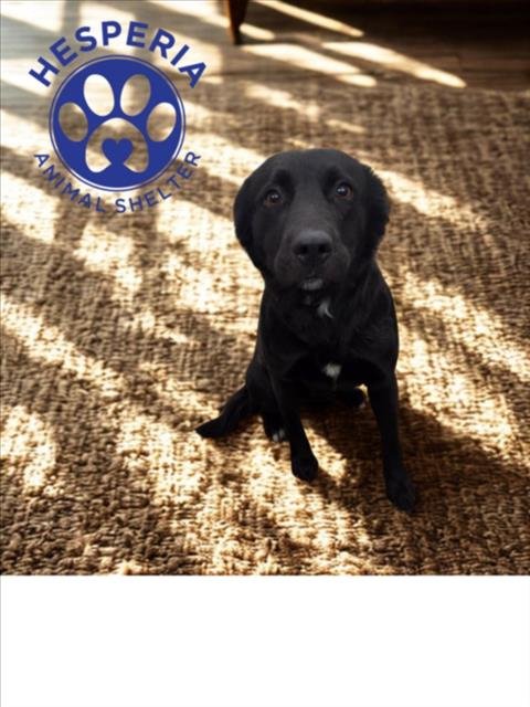 NENA - Border Collie available for adoption