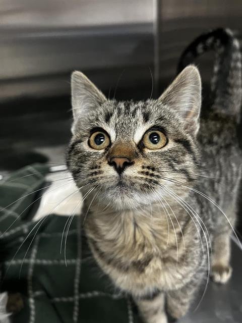 DARLA - Domestic Short Hair available for adoption