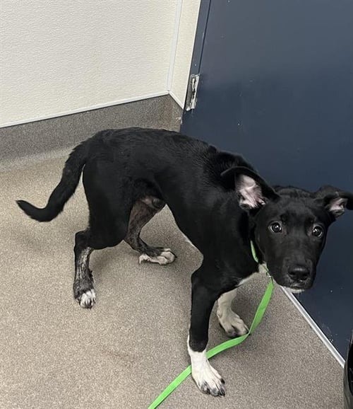 SCORPIO - Labrador Retriever available for adoption