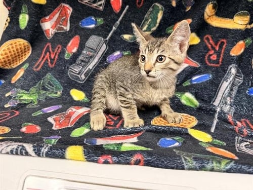 JOEL - Domestic Short Hair available for adoption