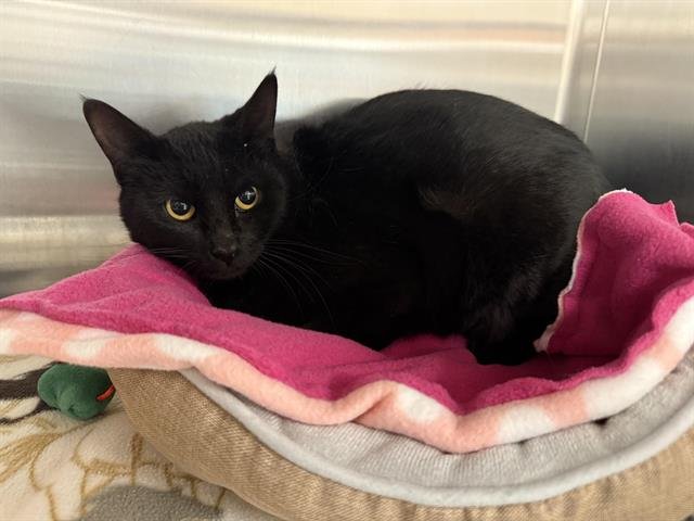 SHADOW (BARN CAT) - Domestic Short Hair available for adoption