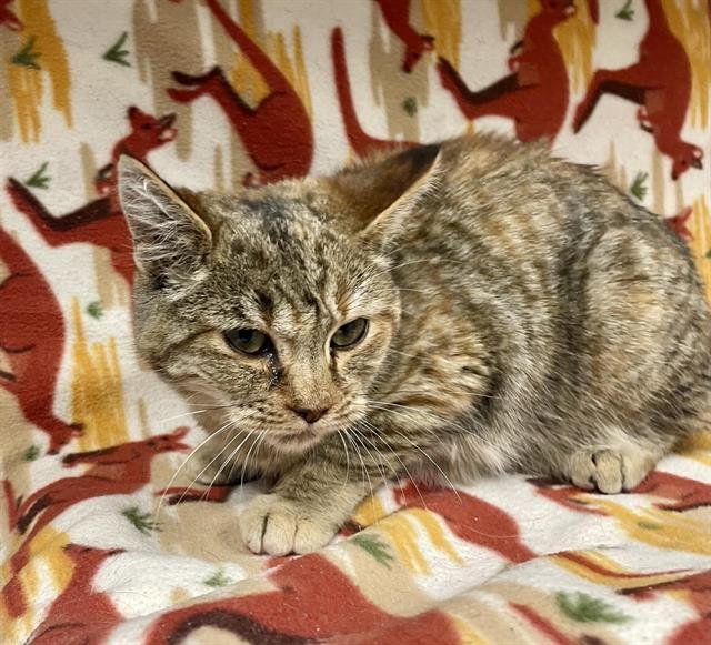 TIGER LILY - Domestic Short Hair available for adoption