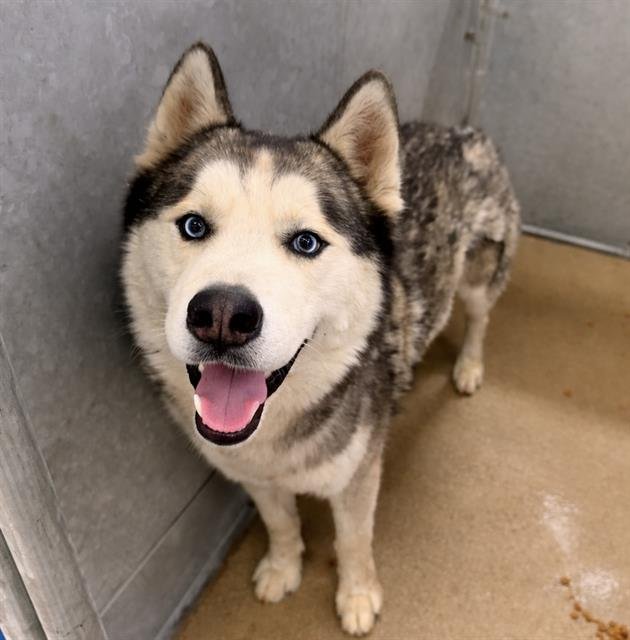 LENCHO - Siberian Husky available for adoption