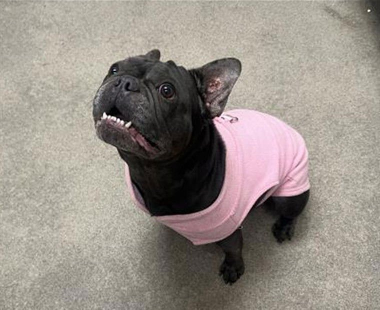 BETTY (RESCUE ONLY) - French Bulldog available for adoption