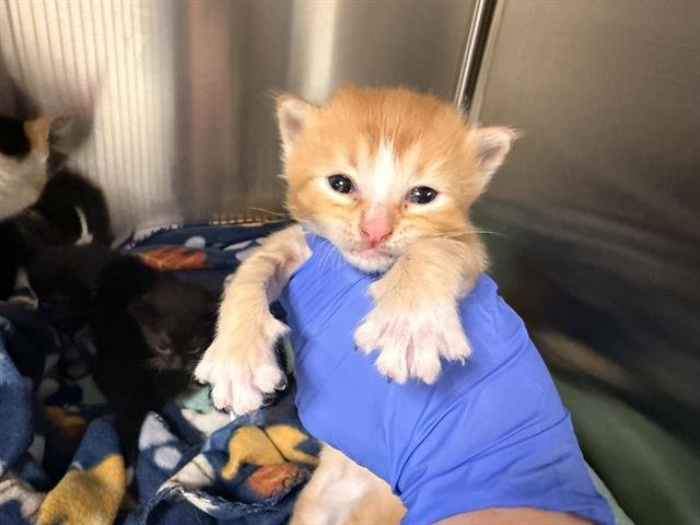 NARANJA (NURSING) Image