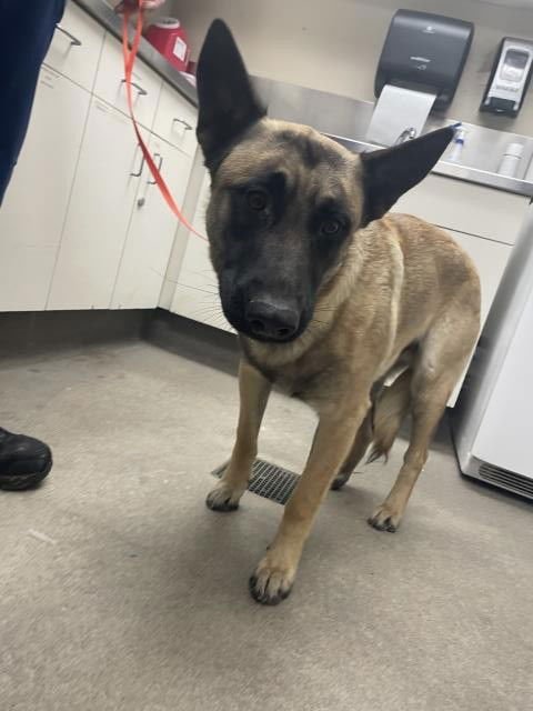 RUFUS - German Shepherd Dog available for adoption