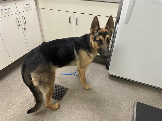 WEST - German Shepherd Dog available for adoption