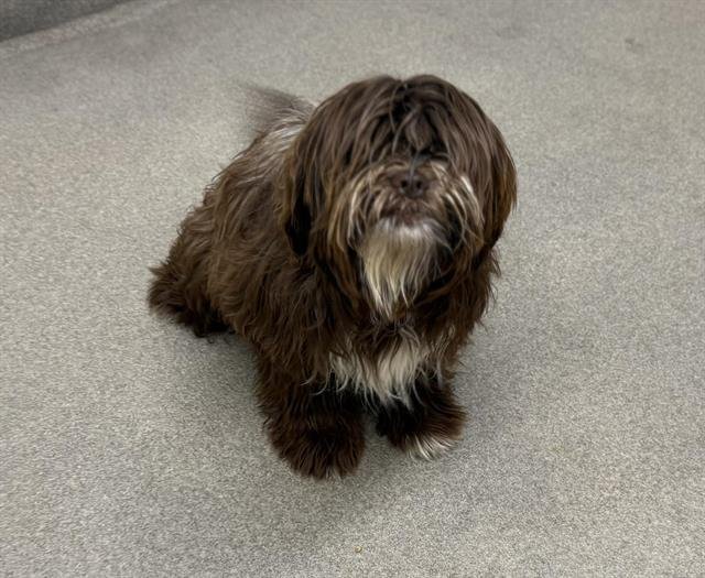 NUTELLA - Maltese available for adoption