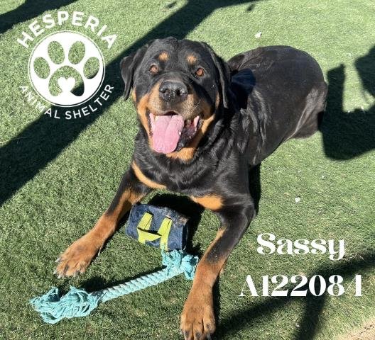 SASSY (RESCUE ONLY) - Rottweiler available for adoption