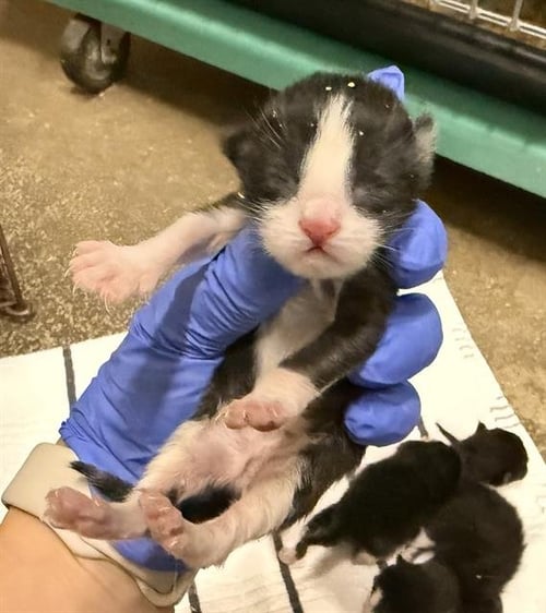 A123790 - Domestic Short Hair available for adoption