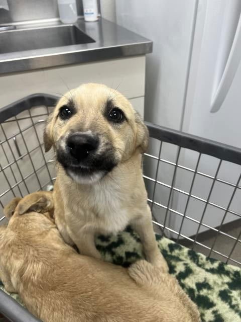 LUCAS - German Shepherd Dog available for adoption