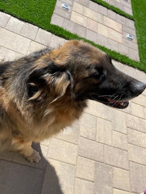 CARL - German Shepherd Dog available for adoption