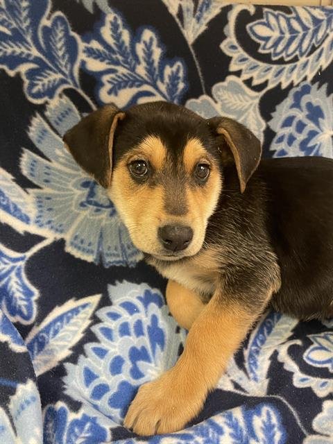 LILLY - German Shepherd Dog available for adoption