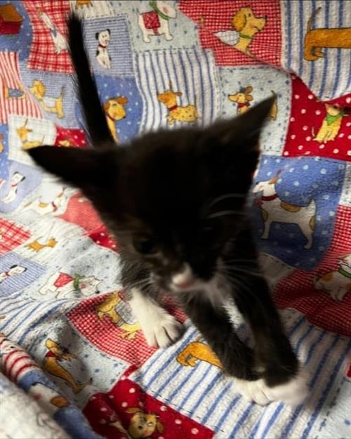 TINI - Domestic Short Hair available for adoption