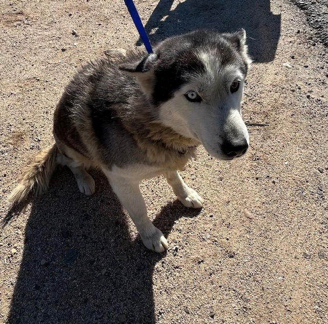 LOBITA - Siberian Husky available for adoption