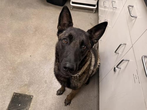 REAGAN - Belgian Shepherd Malinois available for adoption