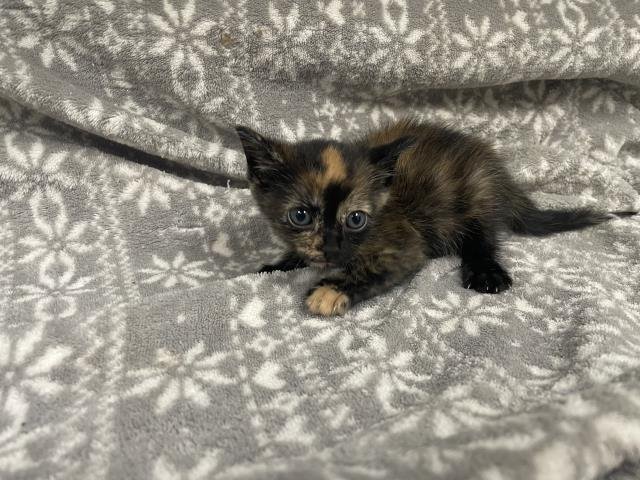 YUGI (RESCUE ONLY) Image