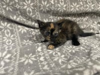 YUGI (RESCUE ONLY) - Photo 1