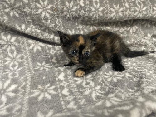 YUGI (RESCUE ONLY) - Domestic Short Hair available for adoption