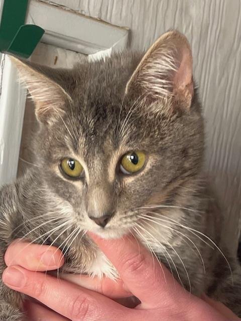 SAMIEL - Domestic Short Hair available for adoption