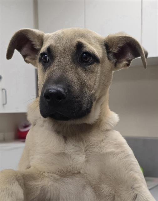 CODY - German Shepherd Dog available for adoption