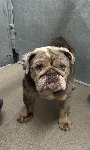MISSLADY (RESCUE ONLY) - English Bulldog available for adoption
