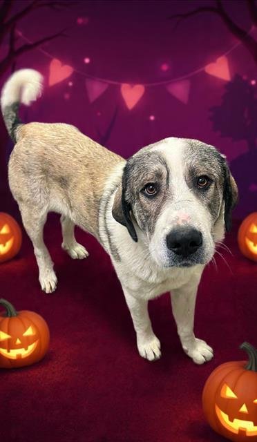 BUCKY - Anatolian Shepherd available for adoption