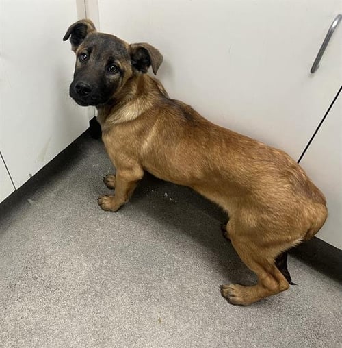 LOUIE - Belgian Shepherd Malinois available for adoption