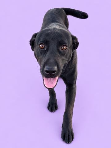 LEAFY - Pit Bull Terrier for adoption in Victorville