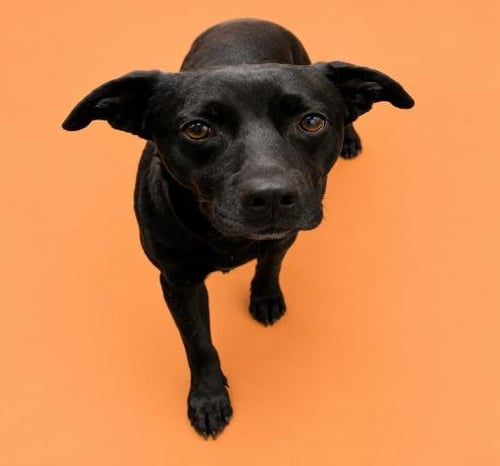 LEAFY - Pit Bull Terrier available for adoption