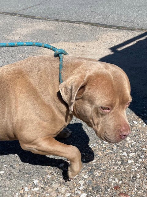 DAISY - Pit Bull Terrier available for adoption
