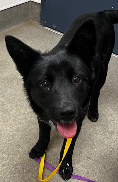 JILL - Australian Cattle Dog/Blue Heeler available for adoption