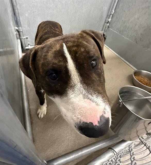 A122139 - Pit Bull Terrier available for adoption