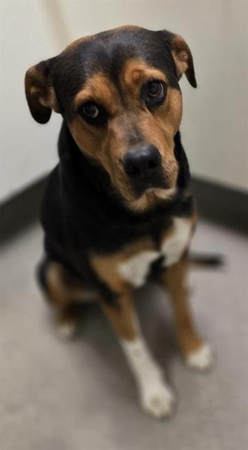 SADIE - Rottweiler available for adoption