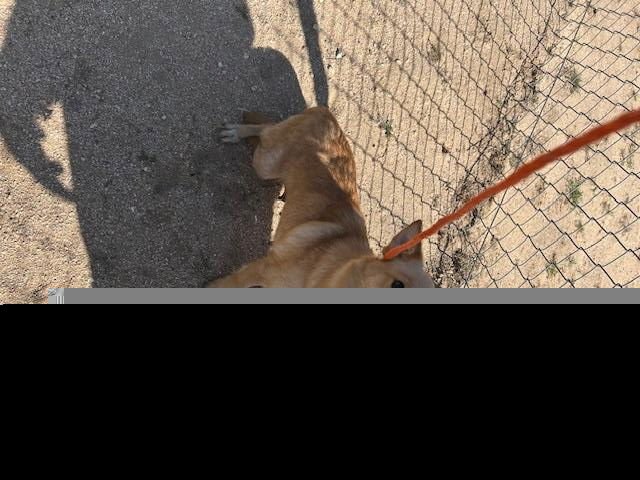 A123460 - Chihuahua available for adoption