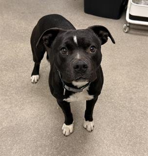 GOOSEBERRY - Pit Bull Terrier available for adoption