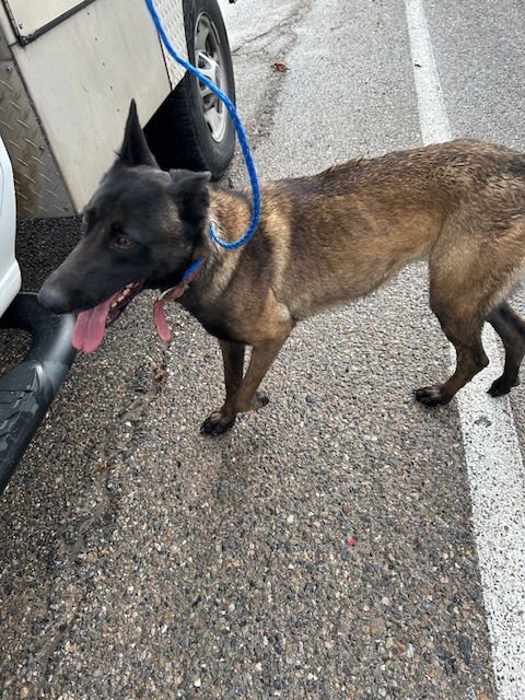 (RESCUE ONLY) TOPNOTCH - Belgian Shepherd Malinois available for adoption