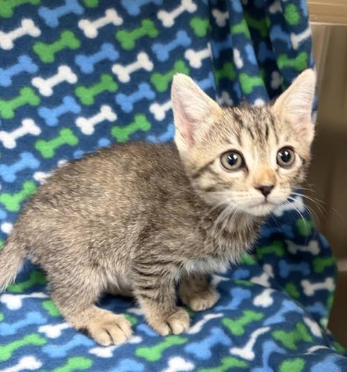 GRACE - Domestic Short Hair available for adoption