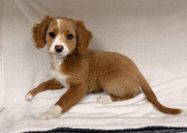 LADY - Dachshund available for adoption