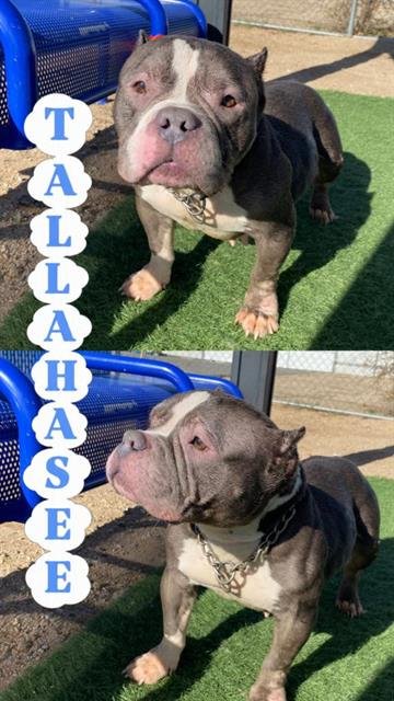TALLAHASSEE - Pit Bull Terrier available for adoption