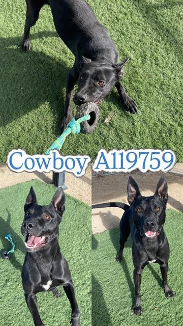 COWBOY - Labrador Retriever / German Shepherd Dog available for adoption
