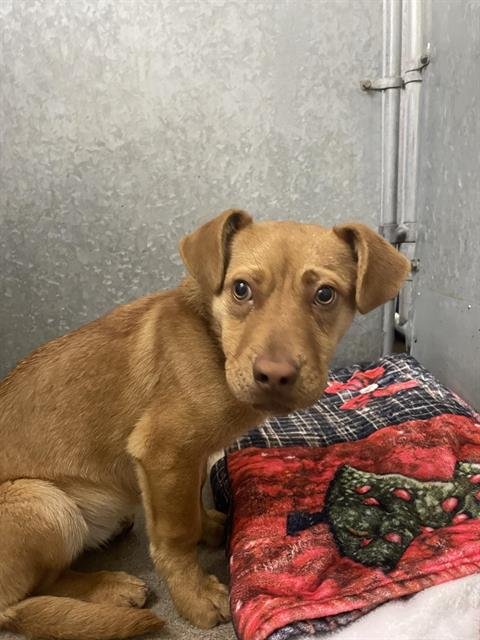 MIKEY - Chihuahua available for adoption