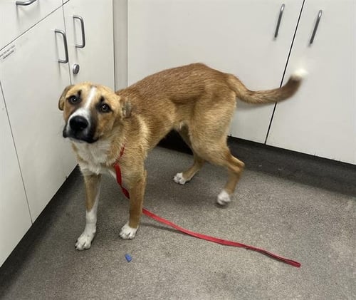 MAX - Carolina Dog available for adoption