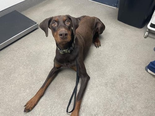 KATO - Doberman Pinscher available for adoption