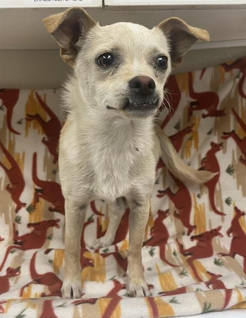 TAQUITO - Chihuahua available for adoption