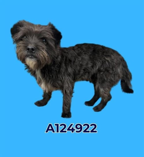A124922 - Yorkshire Terrier Yorkie available for adoption